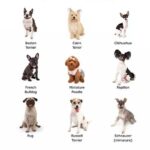 small-dog-breeds-tomkings-puppies-blog-1