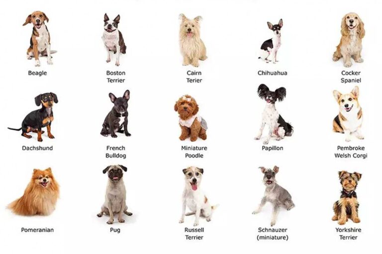 small-dog-breeds-tomkings-puppies-blog-1