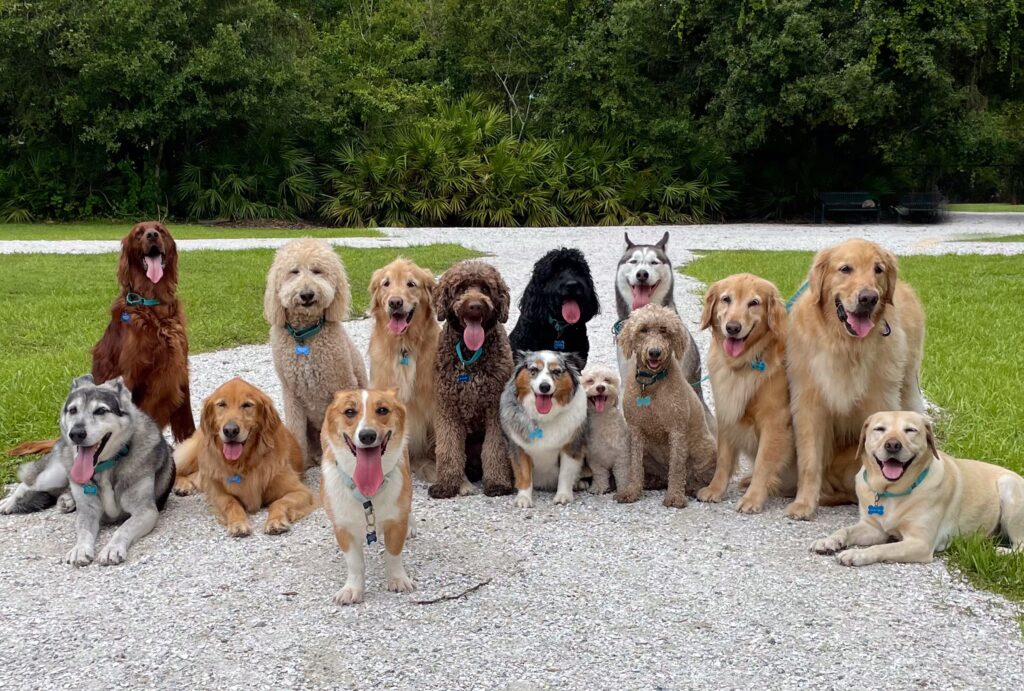 spruce-pets-200-types-of-dogs-45a7bd12aacf458cb2e77b841c41abe7