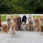 spruce-pets-200-types-of-dogs-45a7bd12aacf458cb2e77b841c41abe7