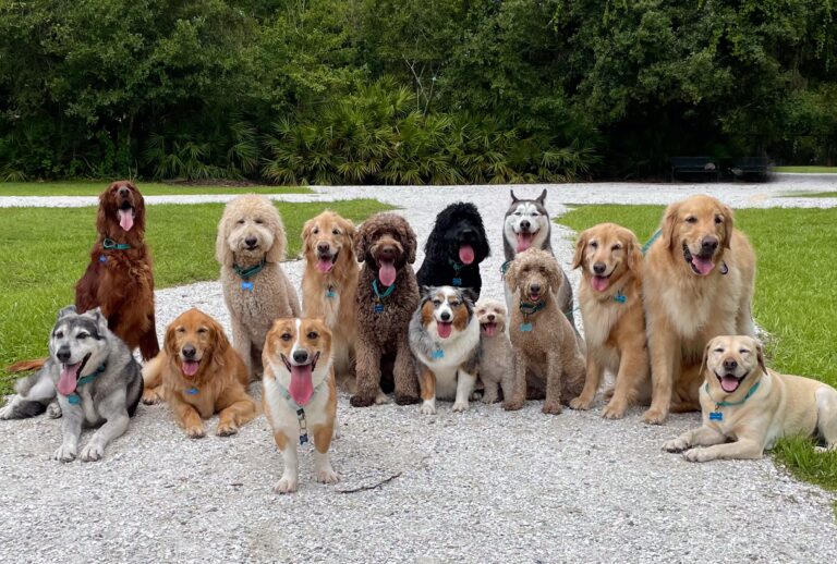 spruce-pets-200-types-of-dogs-45a7bd12aacf458cb2e77b841c41abe7