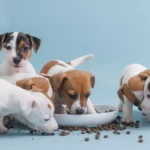 the-best-puppy-food-for-growth-and-development-header