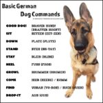 xGerman-dog-commands-infographic.jpg.pagespeed.ic.yMt3OlyOqL