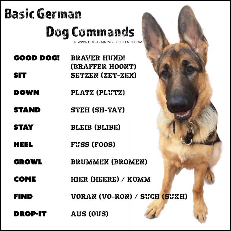 xGerman-dog-commands-infographic.jpg.pagespeed.ic.yMt3OlyOqL